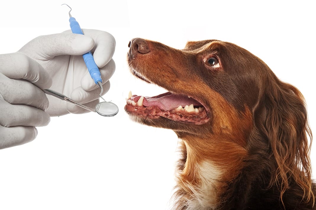 dental vets for dogs near me