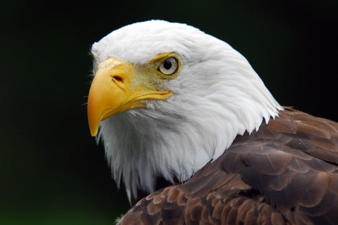 Be an “Eagle-Eye” – The Importance of Hygienist, Doctor, and Patient Co-diagnosing