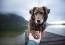 Emotional Support Animals: Rules to Bringing One to the Dental Office
