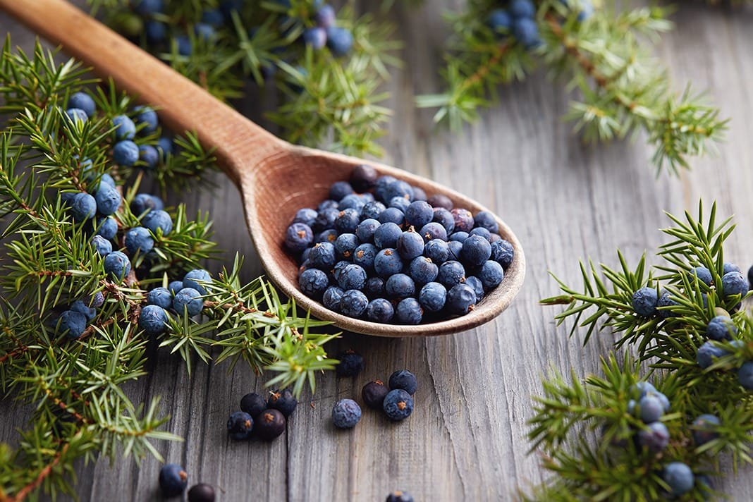 Understanding the Role of Juniper Berry Extract in Toothpaste - Today's RDH