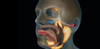 Tubarial Salivary Glands