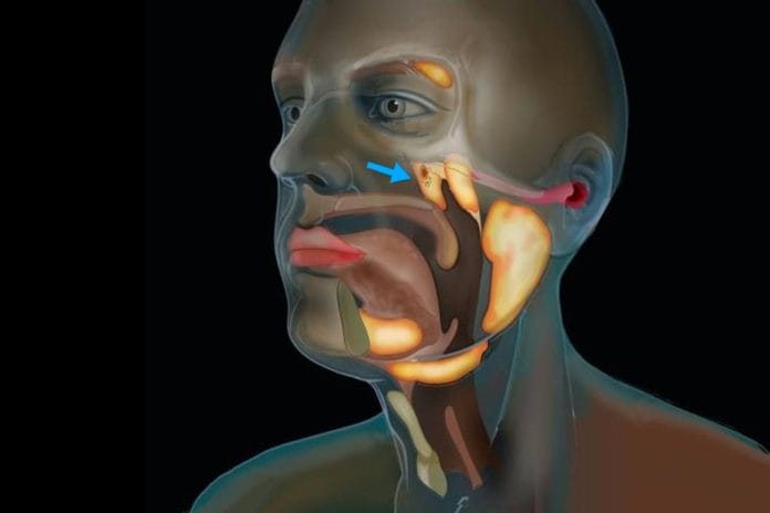 Tubarial Salivary Glands: Scientists Discover New Salivary Glands in Human Throat Tubarial Salivary Glands