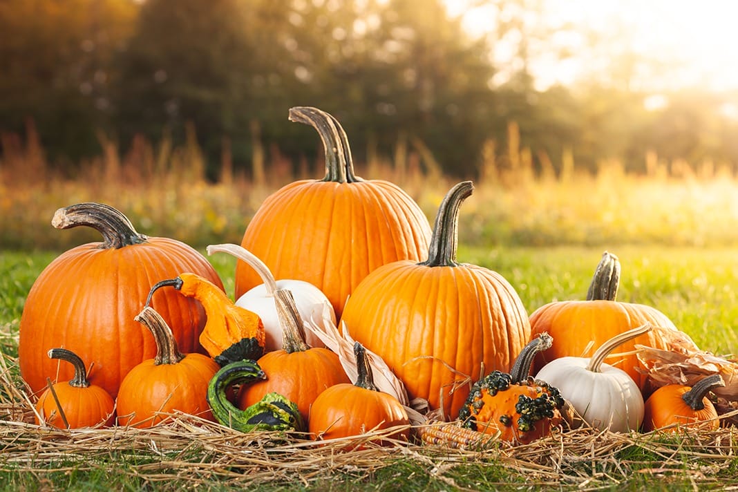 The Amazing Oral Health Benefits of Pumpkins - Today's RDH