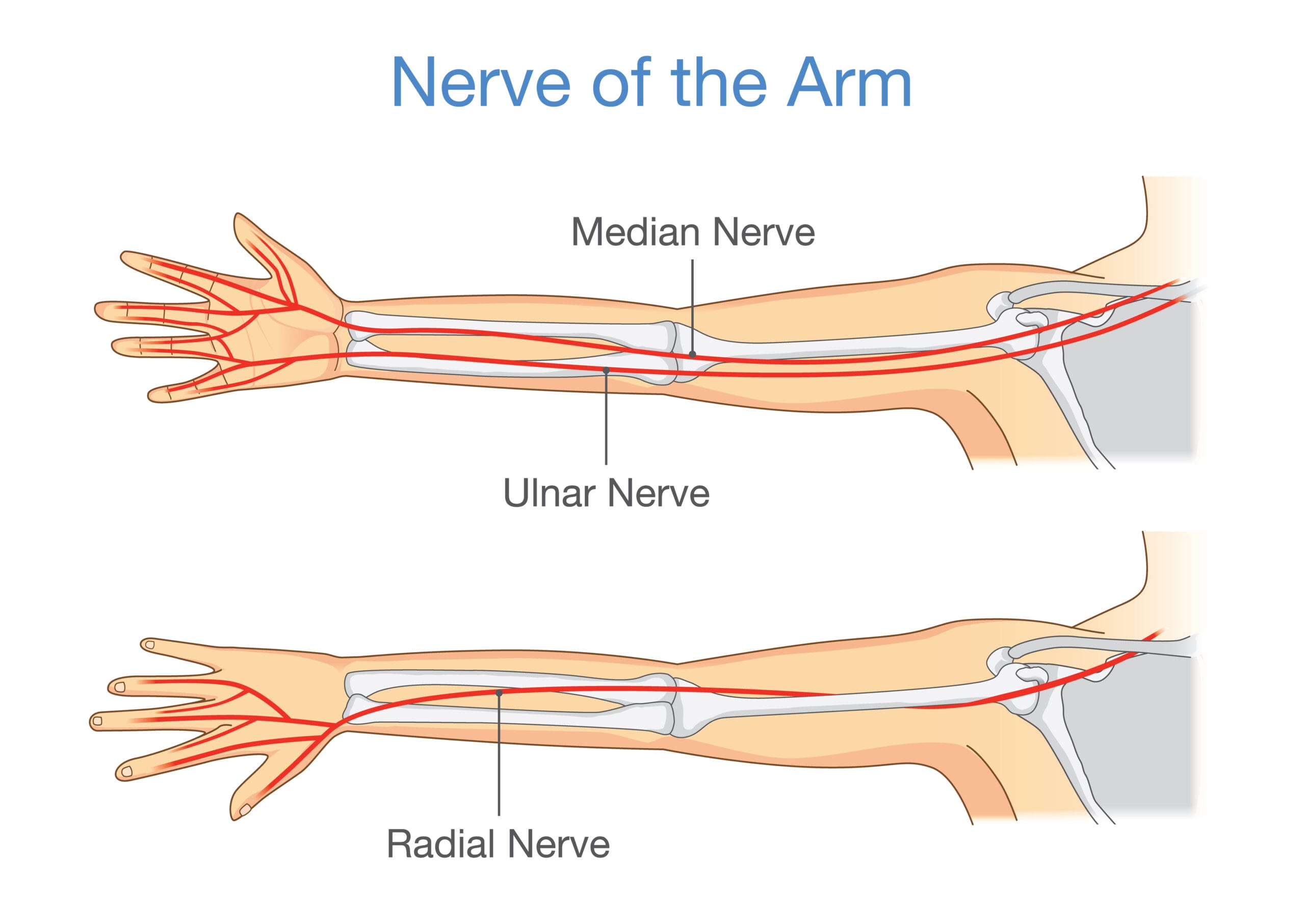 Tunnel Syndromes Dental Hygienists Can Seek Treatment For Occupational   Image 1 Nerves Of The Arm Scaled 