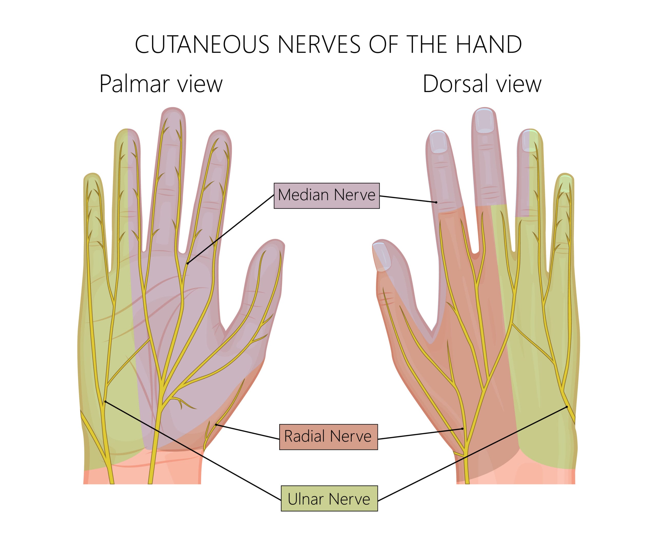 Ulnar Nerve Lesions Causes, Diagnosis