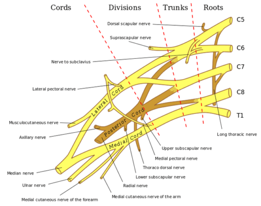 Scalene Muscles: Poor Working Posture Can Lead to Pain in Hygienists ...