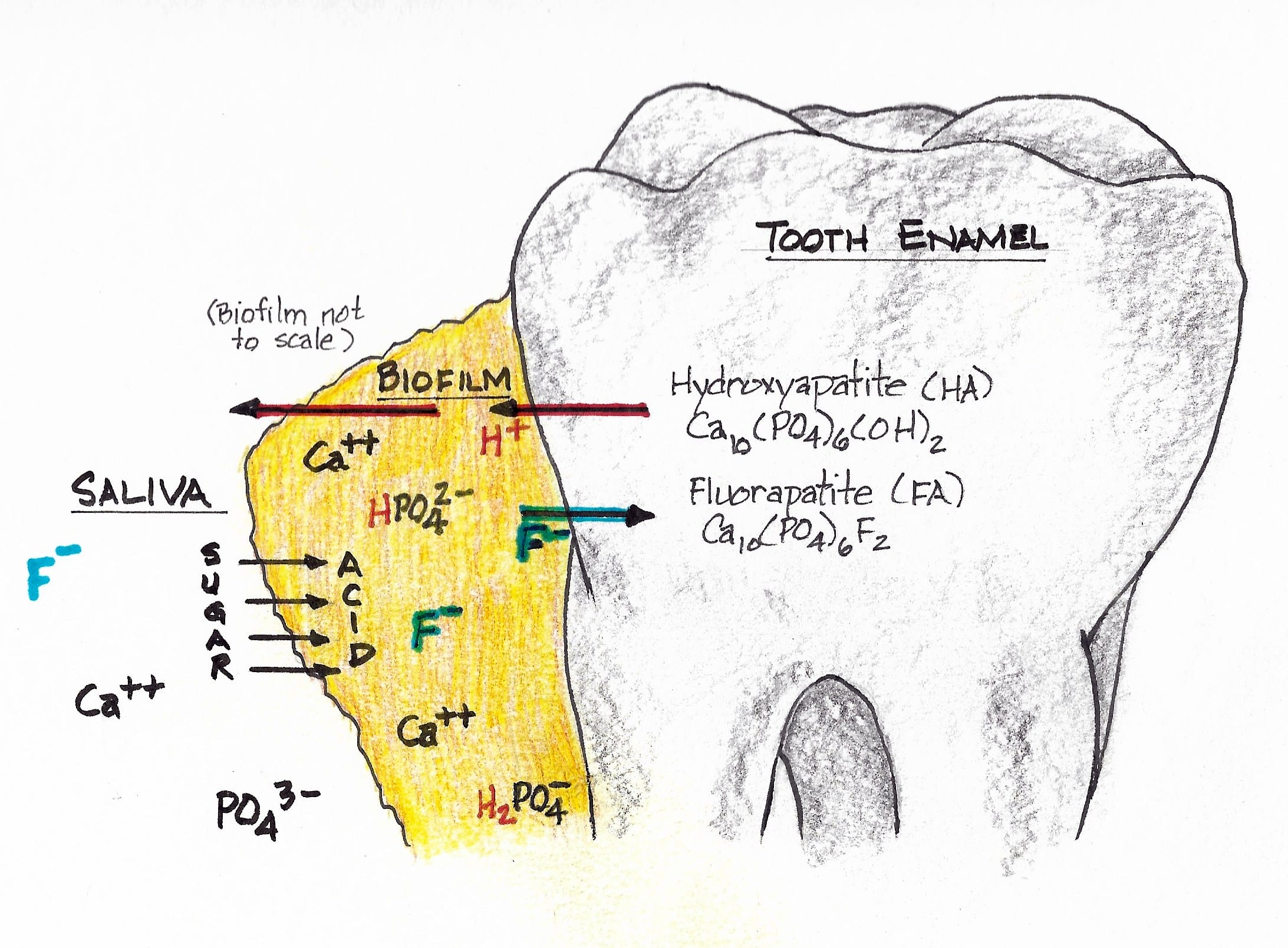 Saliva The Miraculous Biofluid Aids Dental Patients' Battle Against