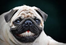 Fun Teeth Facts of Different Animals, Including Slugs!