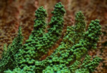 New Technologies: Measuring Biofilm pH, Dentin in 4D, Natural Tooth Restoration