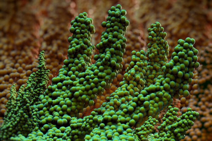 New Technologies: Measuring Biofilm pH, Dentin in 4D, Natural Tooth Restoration