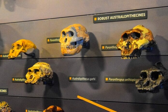 Researchers Look at the Relationship of Molar Emergence and Evolutionary Life History