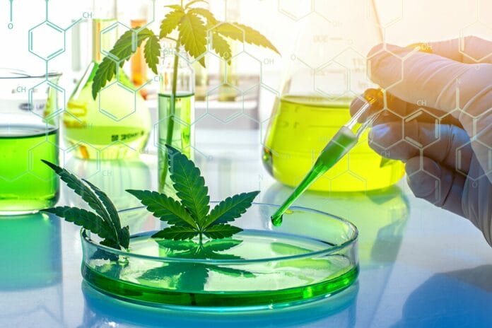 Research Evaluates CBD as an Alternative Analgesic for Acute Dental Pain